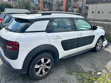 C4 cactus incidentata