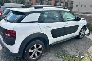 C4 cactus incidentata