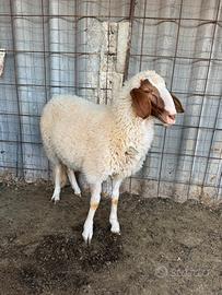 Pecora e agnello comisane