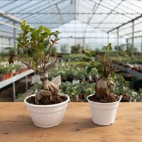 BONSAI FICUS GINSENG 