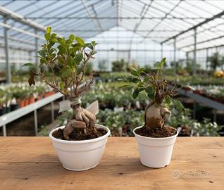 BONSAI FICUS GINSENG 