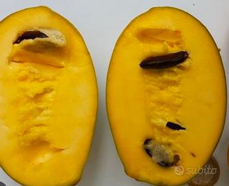 Pianta di Asimima triloba, banano del nord, pawpaw