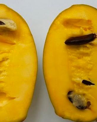 Pianta di Asimima triloba, banano del nord, pawpaw