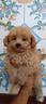 cuccioli-di-maltipoo-toy