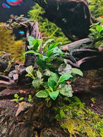 annubias pinto 