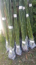 Equisetum japonicum 