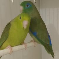 Coppia riproduttiva Forpus conspicillatus