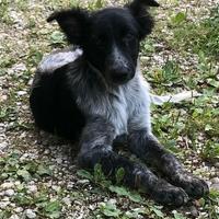 Cuccioli meticci taglia media