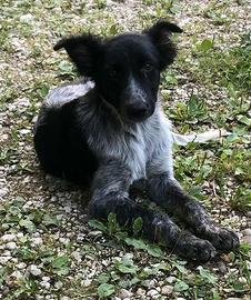 Cuccioli meticci taglia media