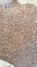 Trifoglio Alessandrino