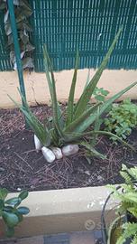 aloe vera pianta