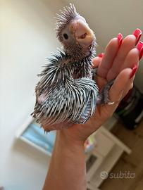 Cacatua roseicapilla