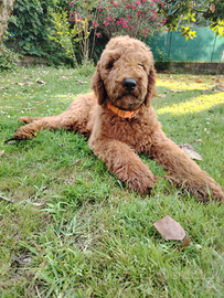 Cuccioli barbone grande mole Fulvi