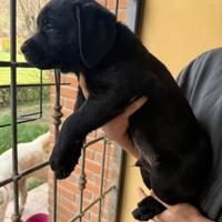 Labrador retriever cucciolo