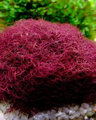 Caloglossa beccarii