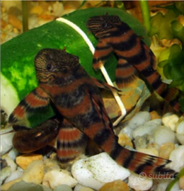 Loricaride Panaqolus L 397