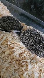 Cuccioli ricco africano