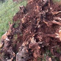 Radici di ulivo spaccate