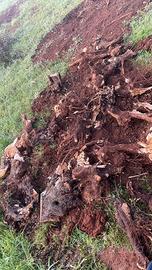 Radici di ulivo spaccate