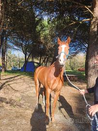 Femmina purosangue di tre anni