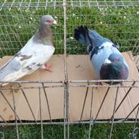 Coppia colombi romani