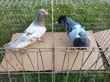 Coppia colombi romani