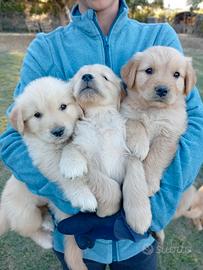 Cuccioli Golden retriever americano