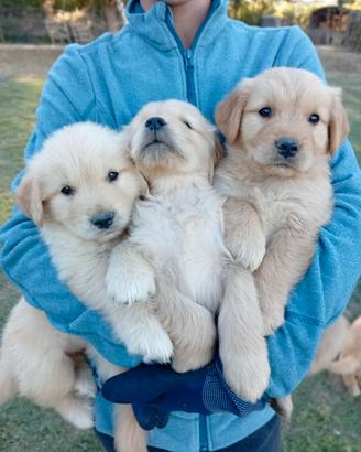 Cuccioli Golden retriever americano