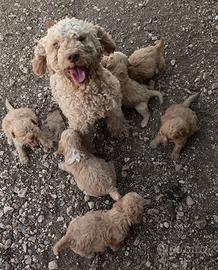 Lagotto Romagnolo