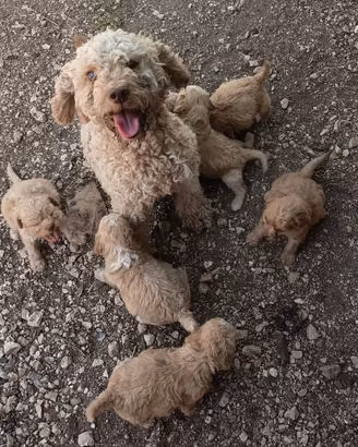 Lagotto Romagnolo