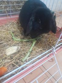 Coniglio ariete nano maschio nero 9 mesi