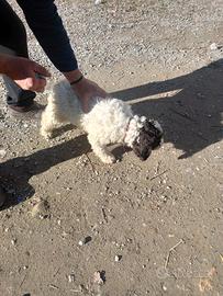 Lagotto romagnolo