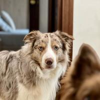Border Collie Red Merle per monta