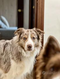Border Collie Red Merle per monta
