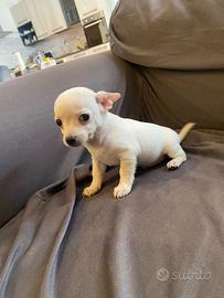 Cuccioli chihuahua