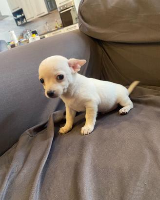 Cuccioli chihuahua