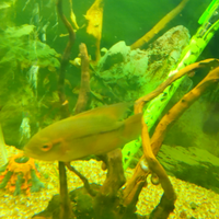 Pesci ciclidi sud america