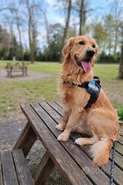 Golden Retriever disponible per monta