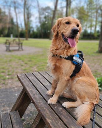 Golden Retriever disponible per monta