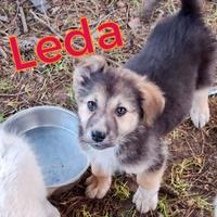 Leda cucciola taglia grande