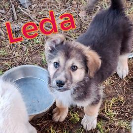 Leda cucciola taglia grande