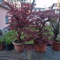 Acero rosso