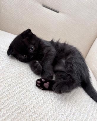 Gattini scottish fold e straight