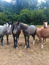 Percheron