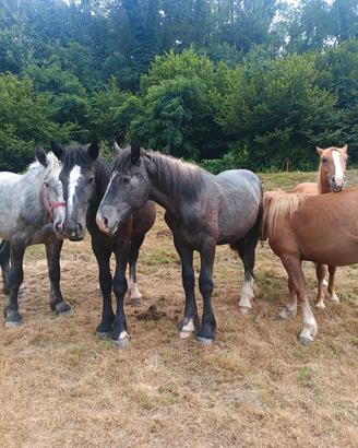 Percheron