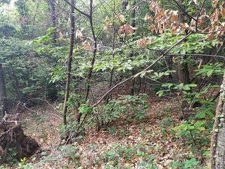 Terreno boschivo - Vista 4