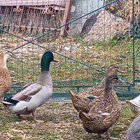 Anatre germani reali