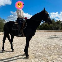 Cavallo incrocio murgese