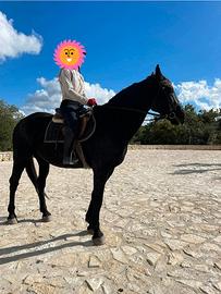 Cavallo incrocio murgese