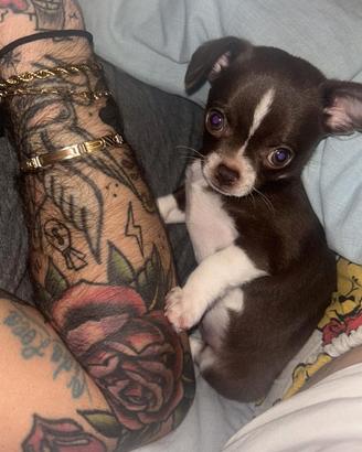 Chiwawa